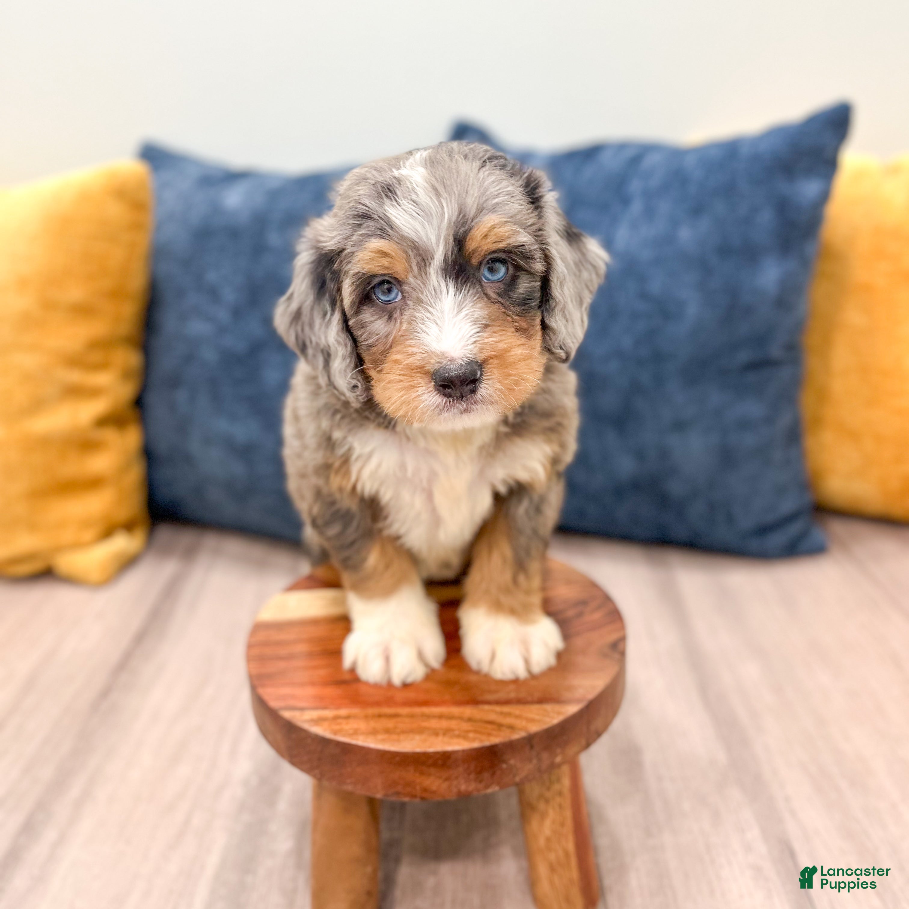 Mini Bernedoodle dogs for sale: Archie - Ad 3