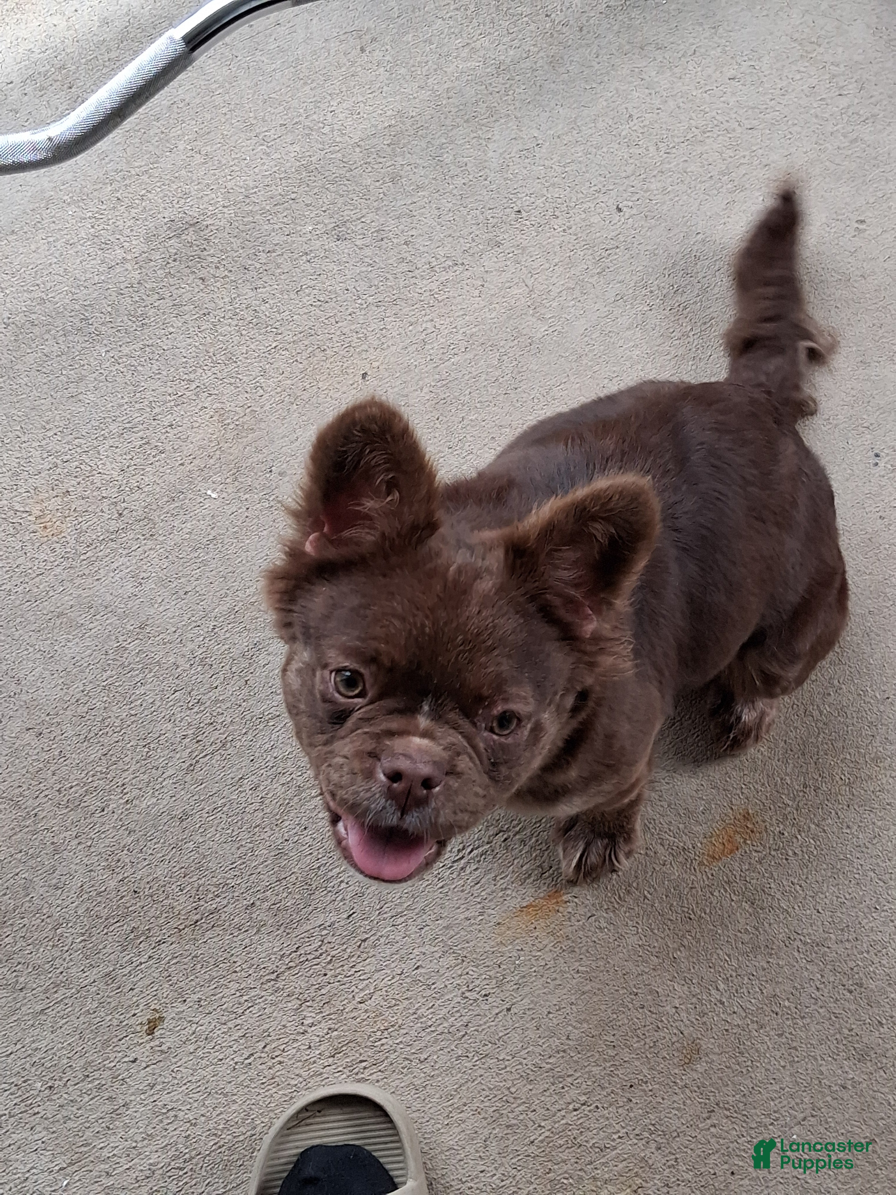 French Bulldog dogs French Bulldog Puppy 2 - Ad 18