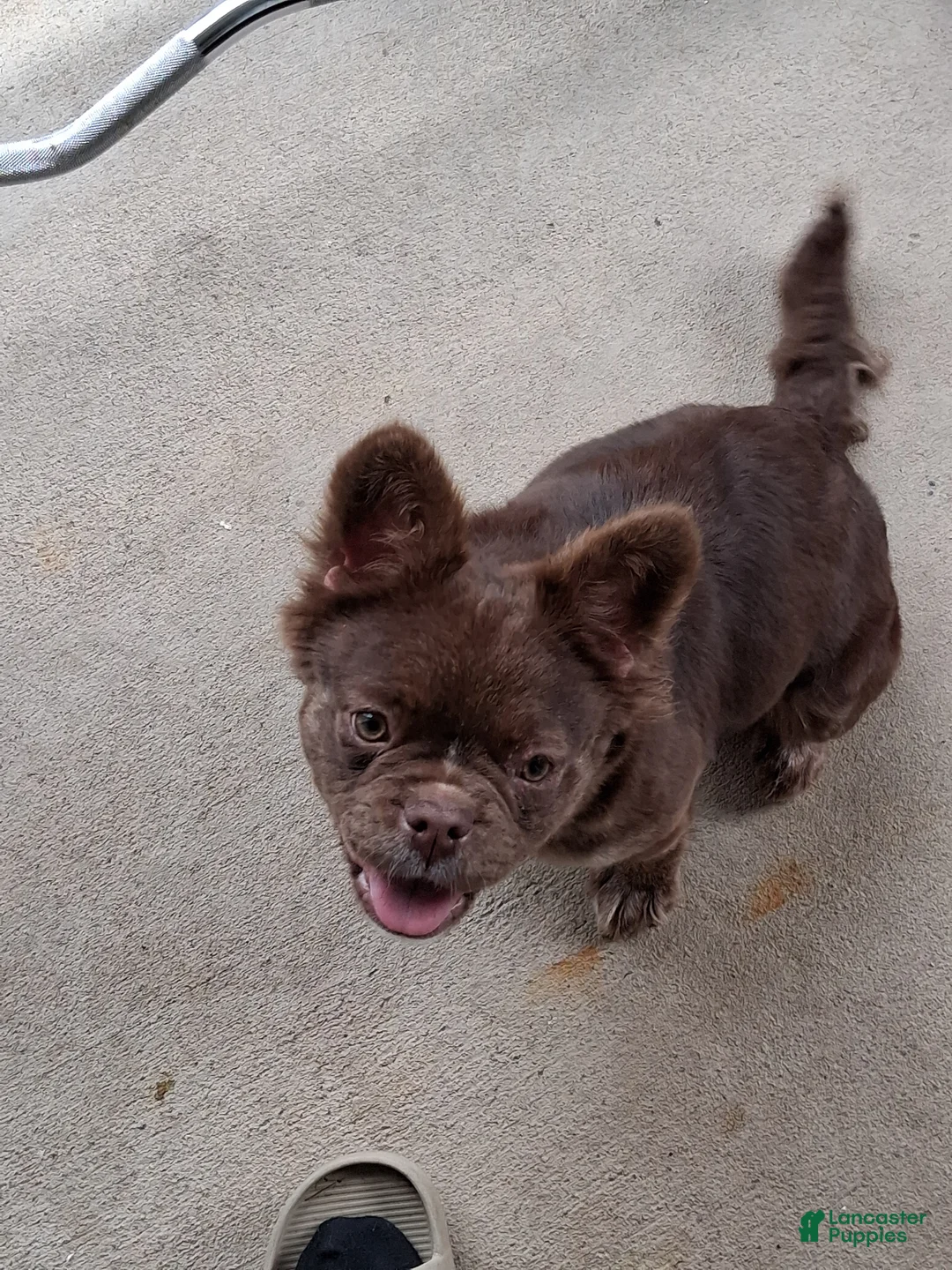 French Bulldog dogs for sale: French Bulldog Puppy 2 - Ad 1