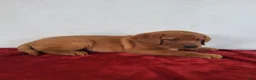 Labrador Retriever dogs for sale: Rowan - Ad 7