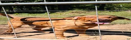 Labrador Retriever dogs for sale: Scout - Ad 3