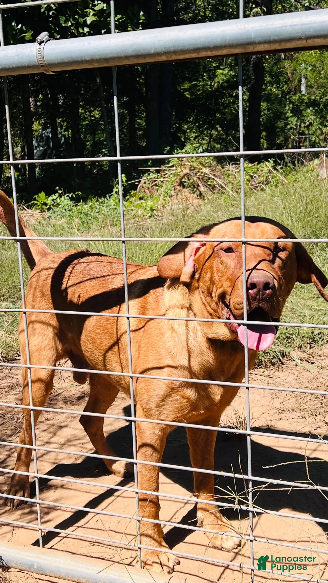 Labrador Retriever dogs for sale: Scout - Ad 3