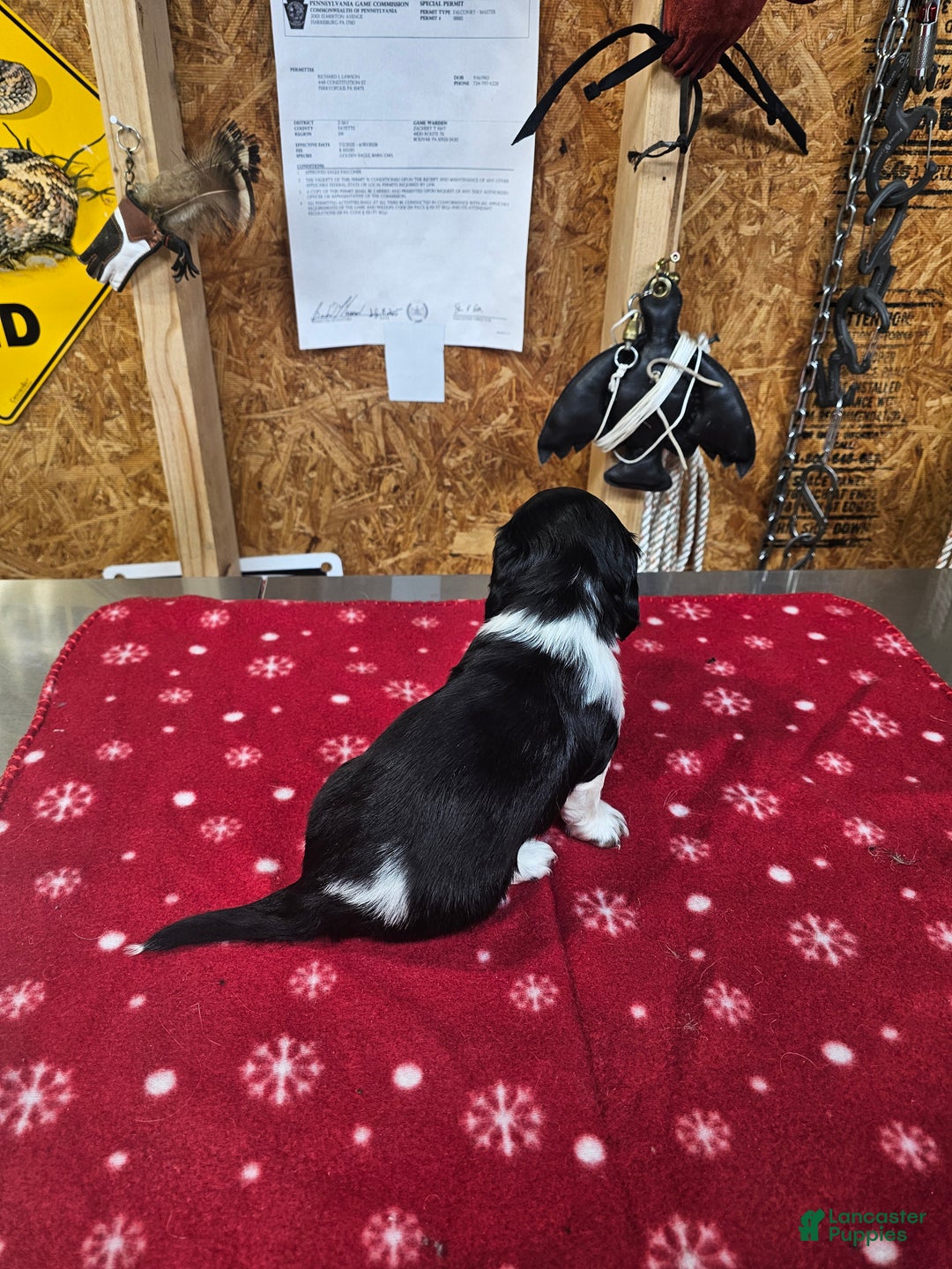 Miniature Dachshund dogs for sale: Miniature Dachshund ROMEO - Ad 3