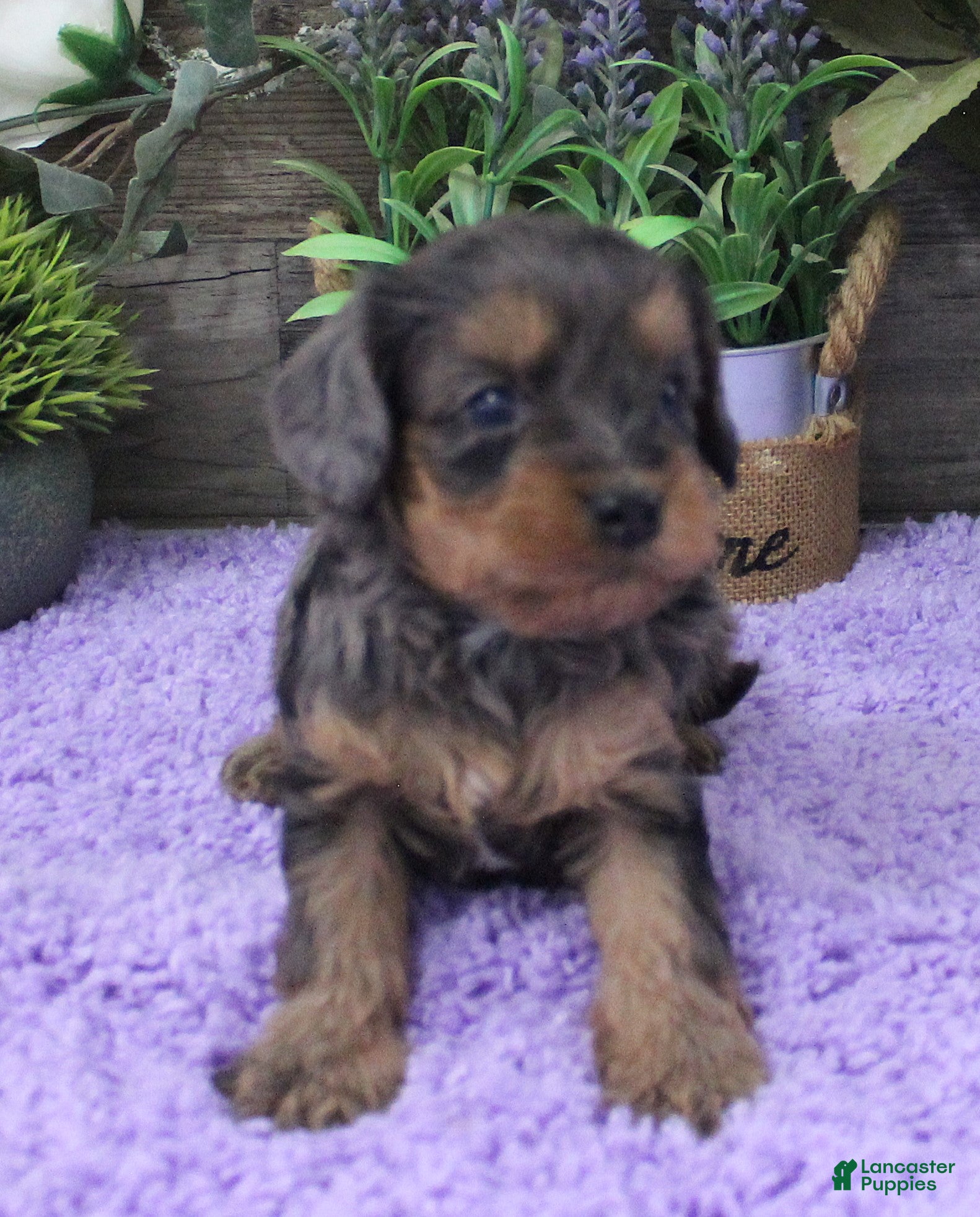 Cavapoo dogs Marley's #3 Female - Ad 29
