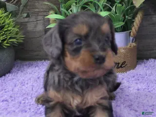 Cavapoo dogs Marley's #3 Female - Ad 30