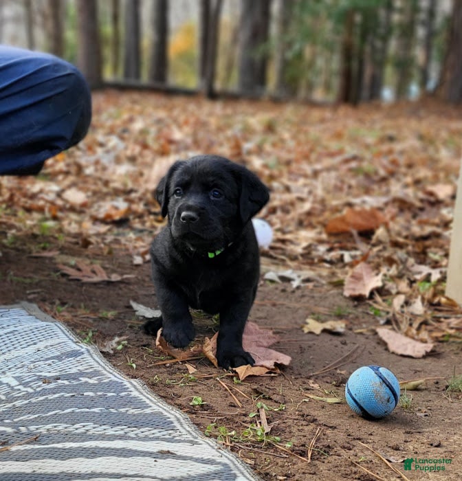 Goldador dogs Goldador Puppy 2 Lime - Ad 14