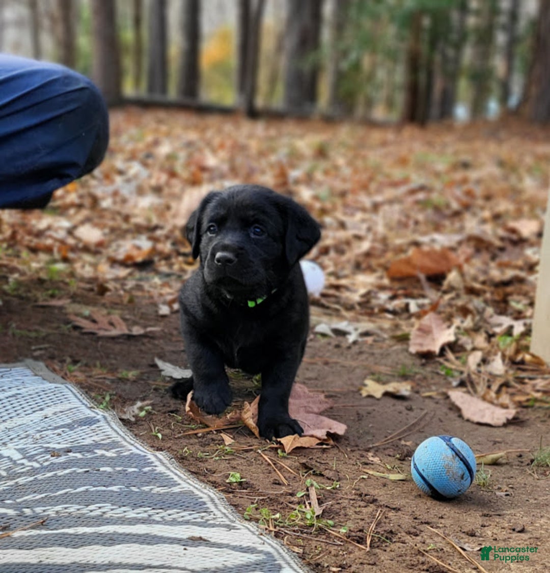 Goldador dogs for sale: Goldador Puppy 2 Lime - Ad 1