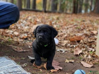 Goldador dogs Goldador Puppy 2 Lime - Ad 14