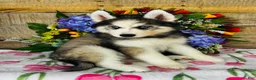 Siberian Husky dogs for sale: Lavender  - Ad 4