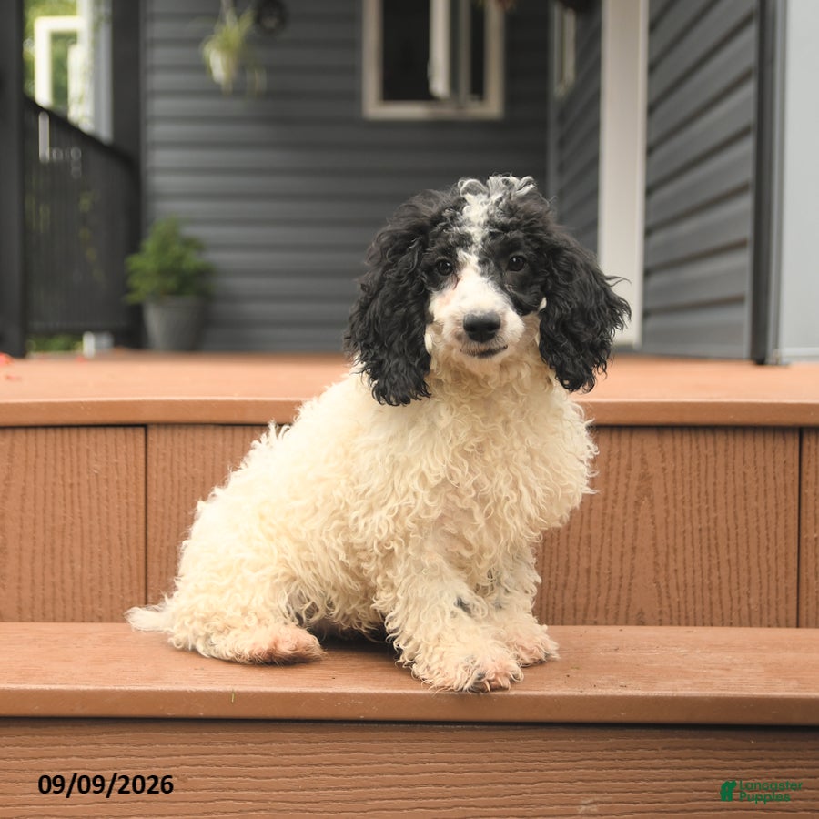 Miniature Poodle dogs Chip - Ad 2