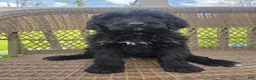 Bernedoodle dogs for sale: Bernedoodle Puppy 3 - Ad 15