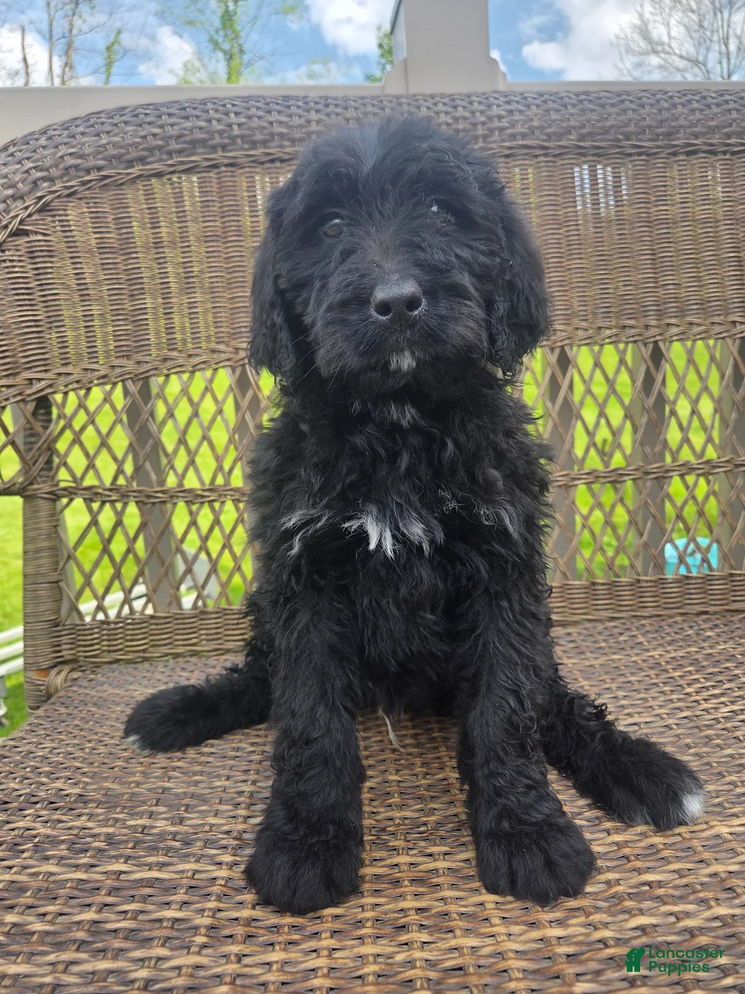 Bernedoodle dogs for sale: Bernedoodle Puppy 3 - Ad 15