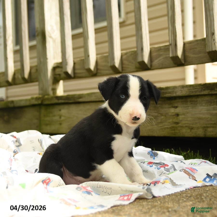 Border Collie dogs for sale: Hadley - Ad 2