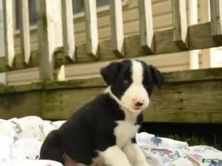 Border Collie dogs for sale: Hadley - Ad 2