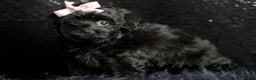 Maltipoo dogs for sale: Bitzy - Ad 5
