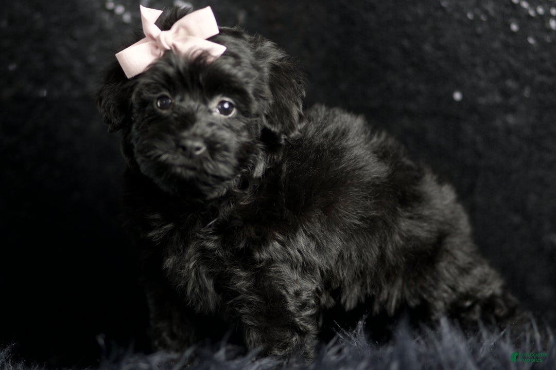 Maltipoo dogs for sale: Bitzy - Ad 5