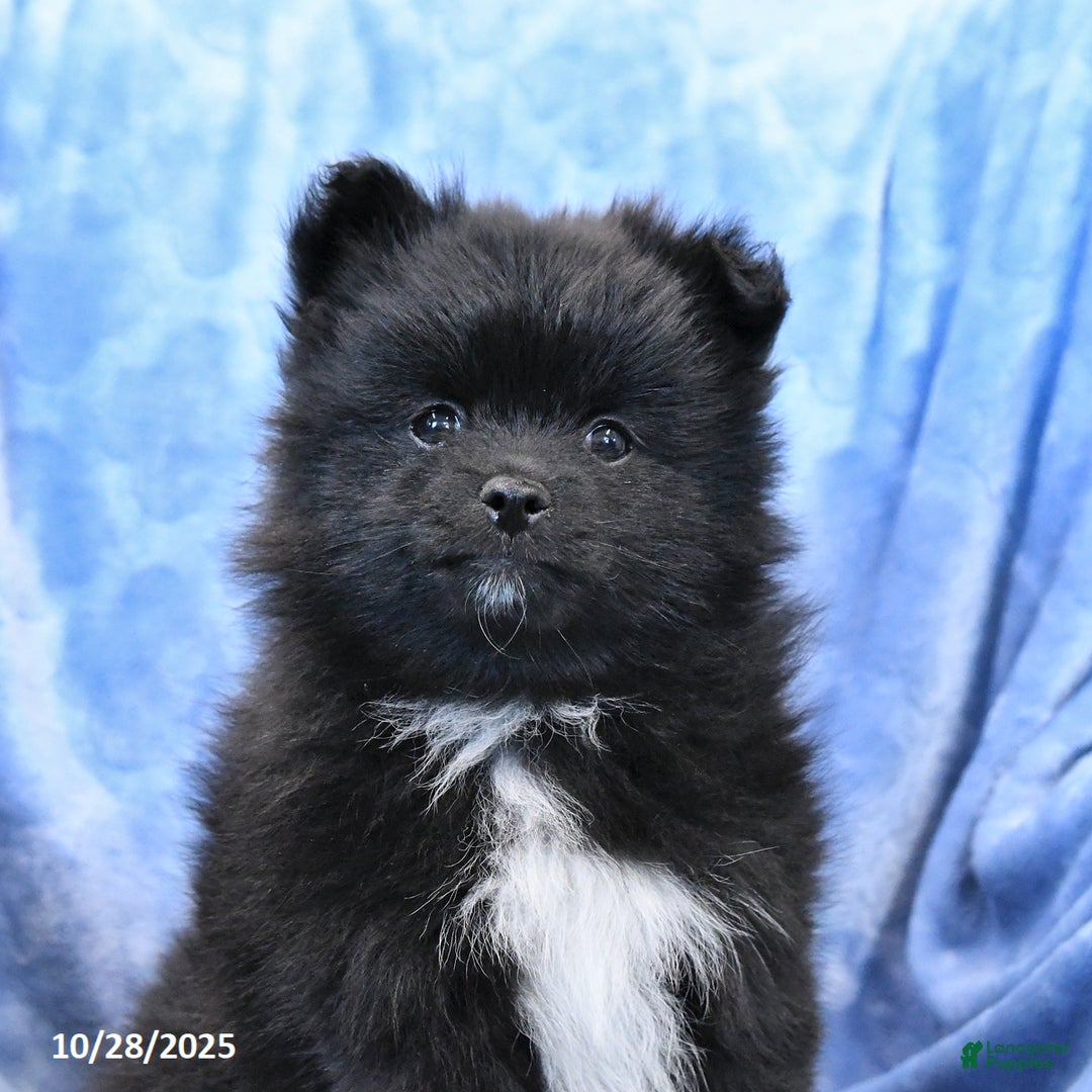 Pomeranian dogs for sale: Tigger - Ad 9