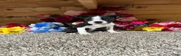 Boston Terrier dogs for sale: Boston Terrier 2 - Ad 3