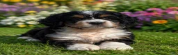 Mixed Breed dogs for sale: Penny - Ad 3