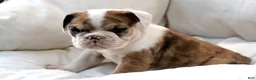 English Bulldog dogs for sale: Mistral - Ad 3