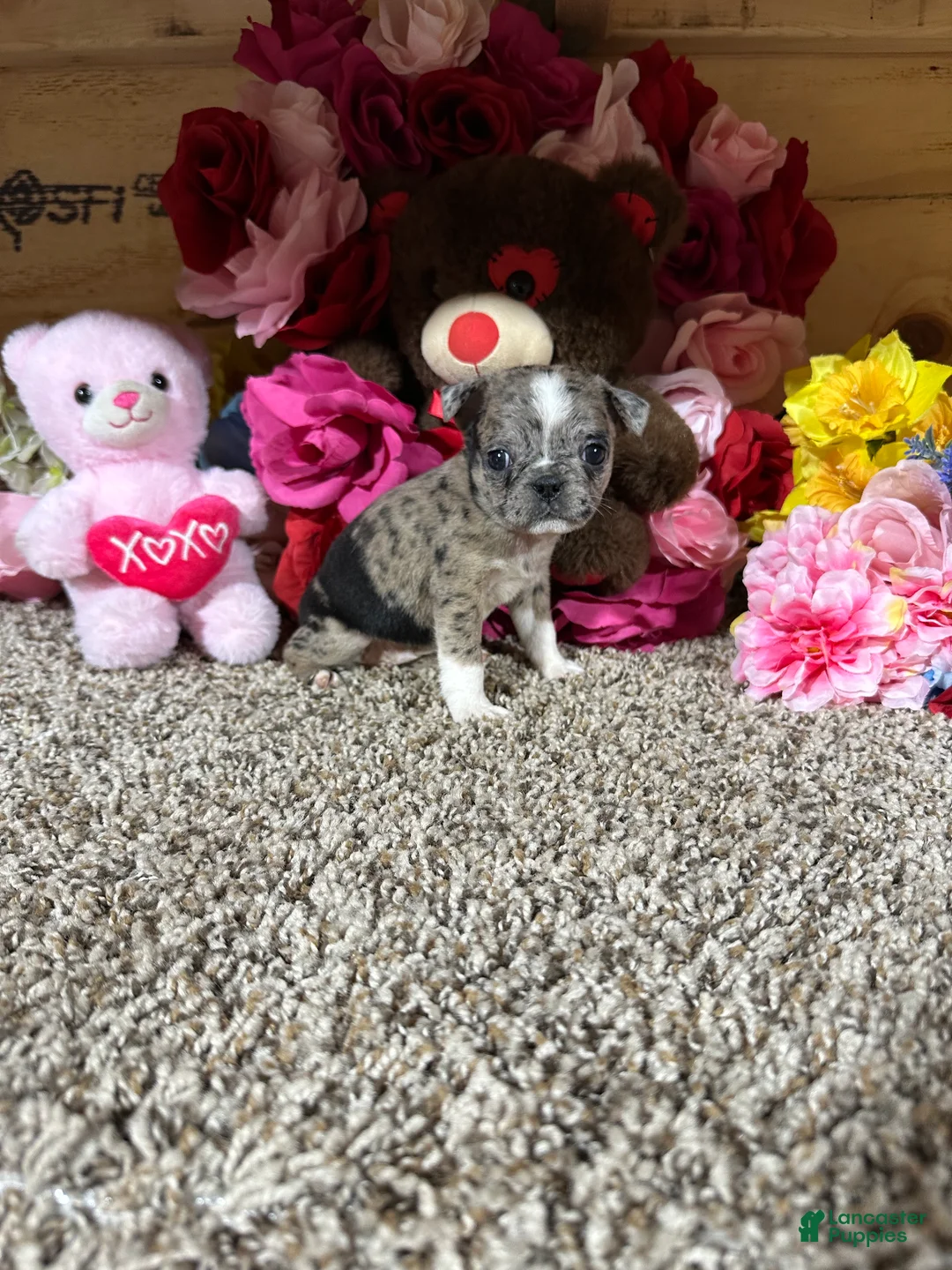 Mixed Breed dogs for sale: Mixed Breed Puppy 3 - Ad 2