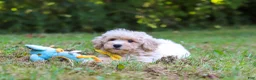 Bichpoo dogs for sale: Caleb - Ad 7