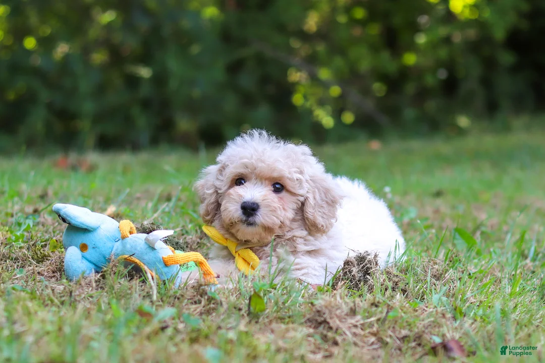 Bichpoo dogs for sale: Caleb - Ad 7