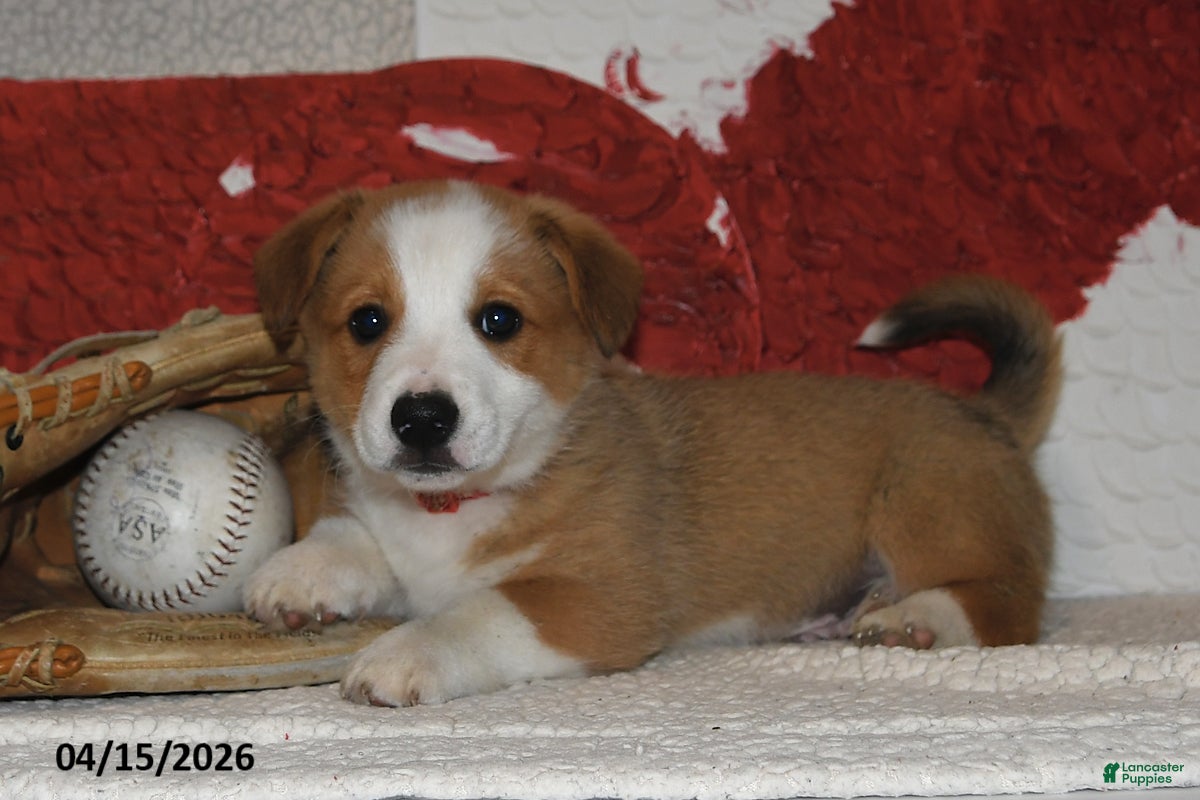 Welsh Corgi Pembroke dogs Romeo - Ad 2