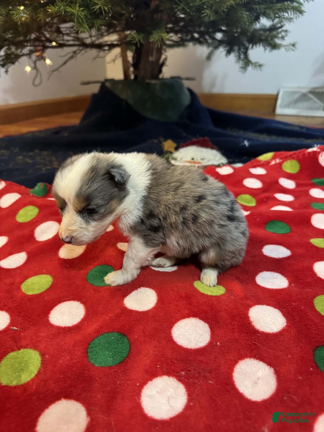 Australian Shepherd dogs for sale: Aurora - Ad 5