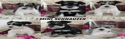 Miniature Schnauzer dogs for sale: Macy - Ad 12