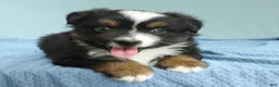 Miniature Australian Shepherd dogs for sale: Cedar 🌳 - Ad 4