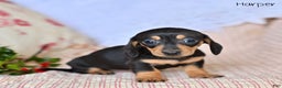 Miniature Dachshund dogs for sale: Harper - Ad 5