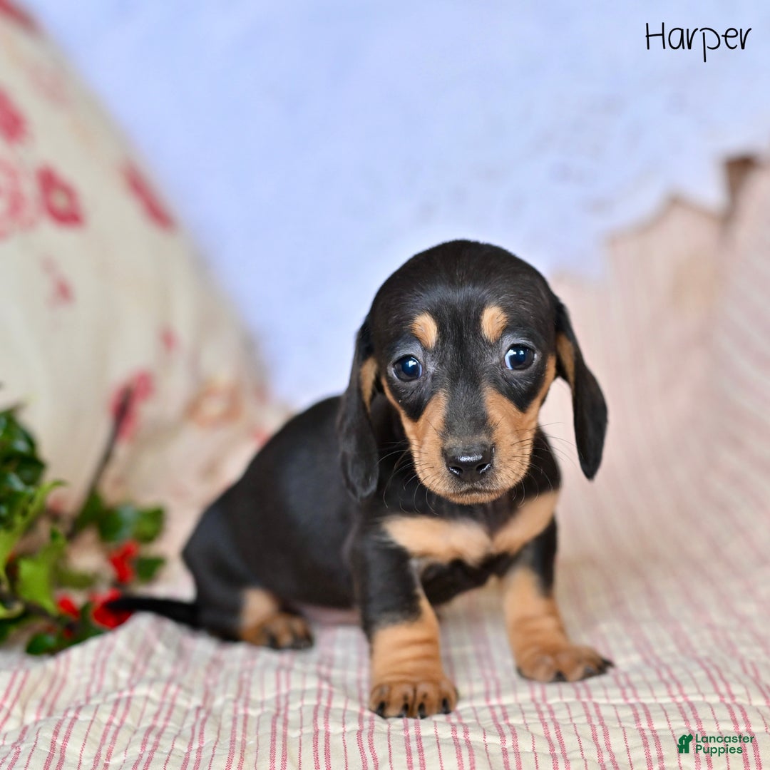 Miniature Dachshund dogs for sale: Harper - Ad 5