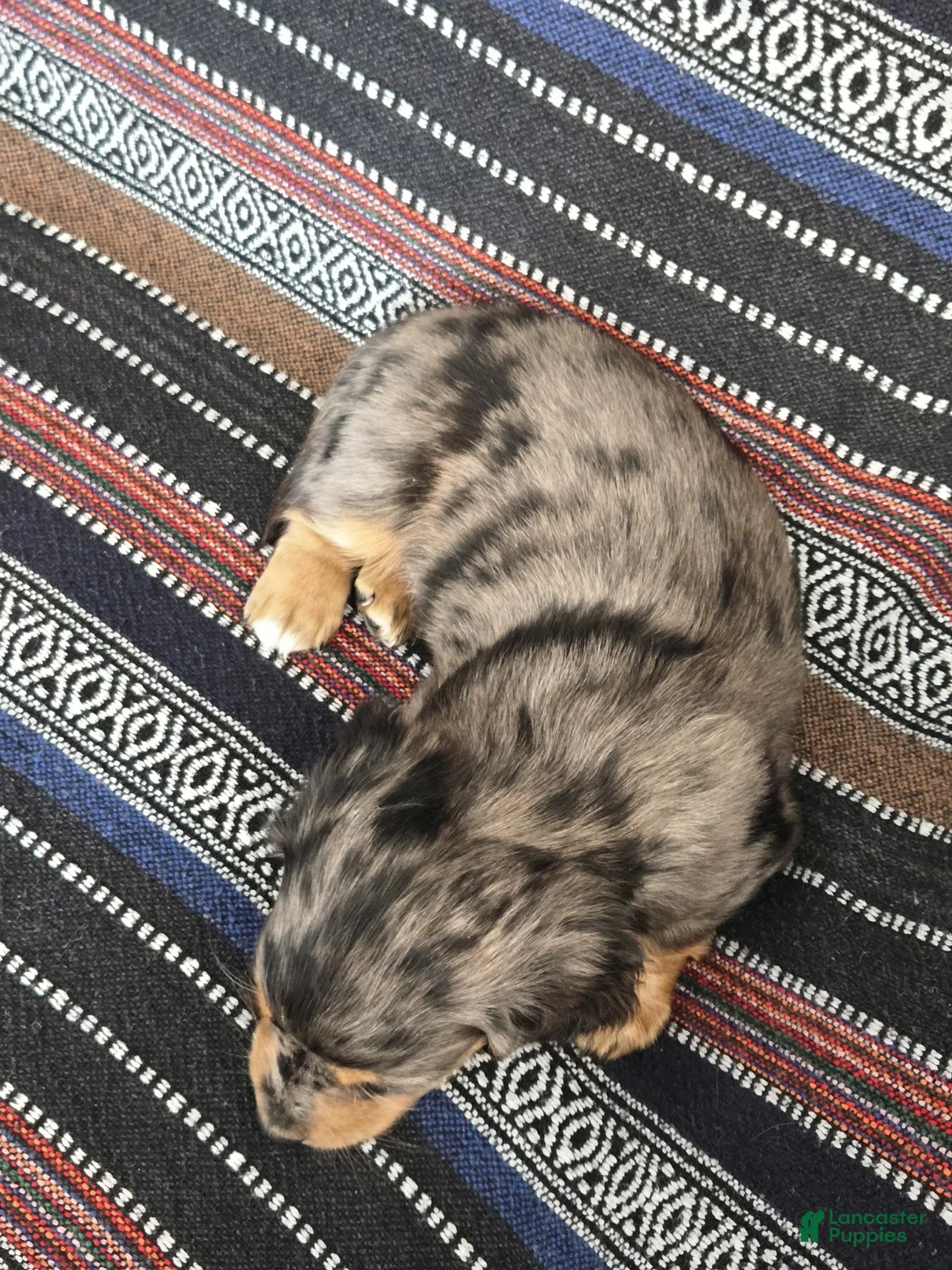 Miniature Dachshund dogs for sale: Miniature Dachshund Puppy 3 - Ad 5