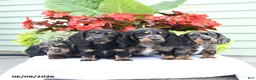 Miniature Dachshund dogs for sale: Orbit - Ad 5