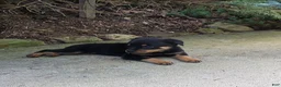 Rottweiler dogs for sale: Skye - Ad 4
