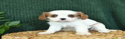 Cavalier King Charles Spaniel dogs for sale: Jewel  - Ad 4