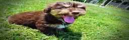 Havapoo dogs for sale: Epic - Ad 15