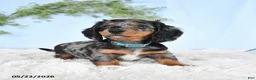 Miniature Dachshund dogs for sale: Hickory - Ad 3
