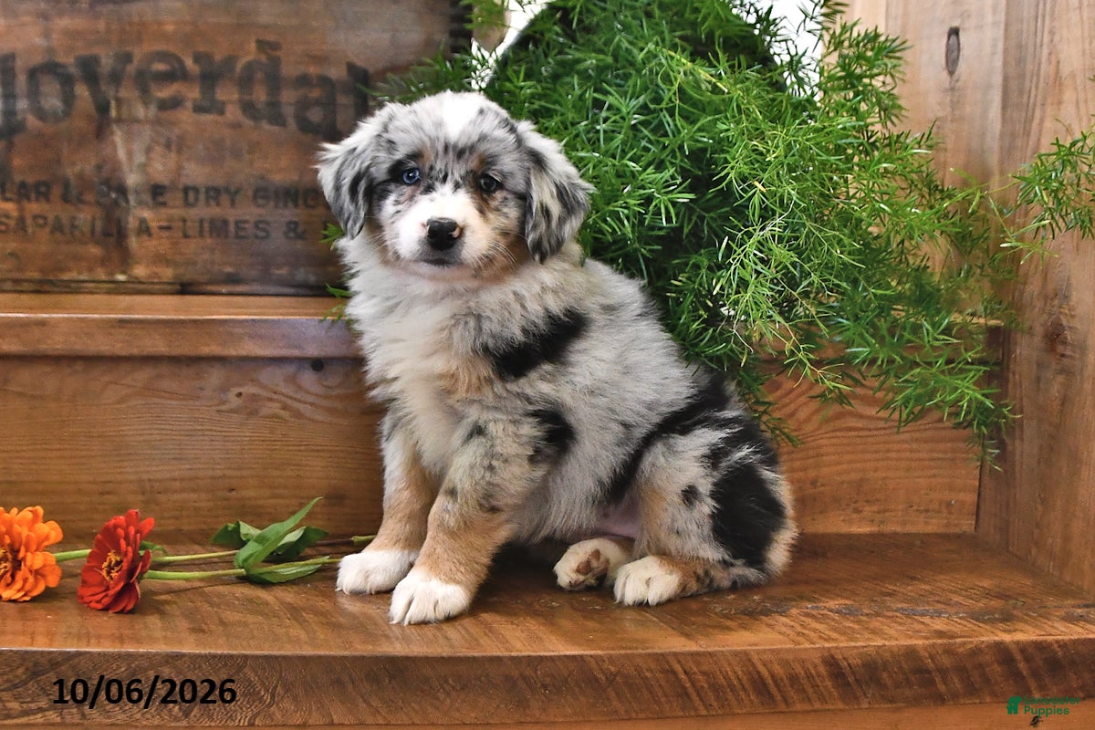 Australian Shepherd dogs Autumn - Ad 1