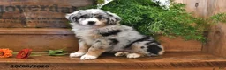 Australian Shepherd dogs for sale: Autumn - Ad 1