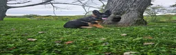 German Shepherd dogs for sale: Joe - Ad 3