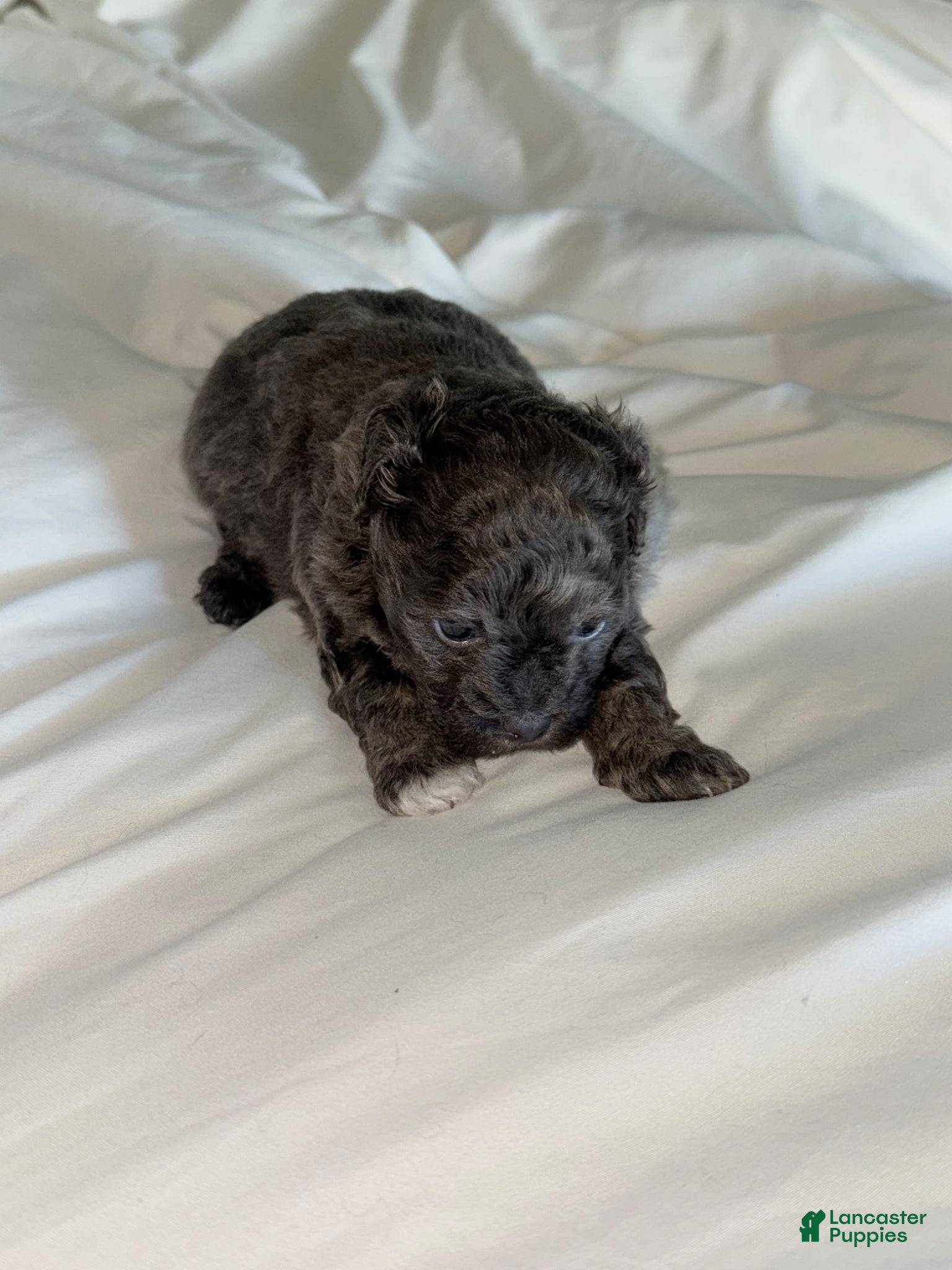 Shihpoo dogs Shihpoo Puppy 3 - Ad 7