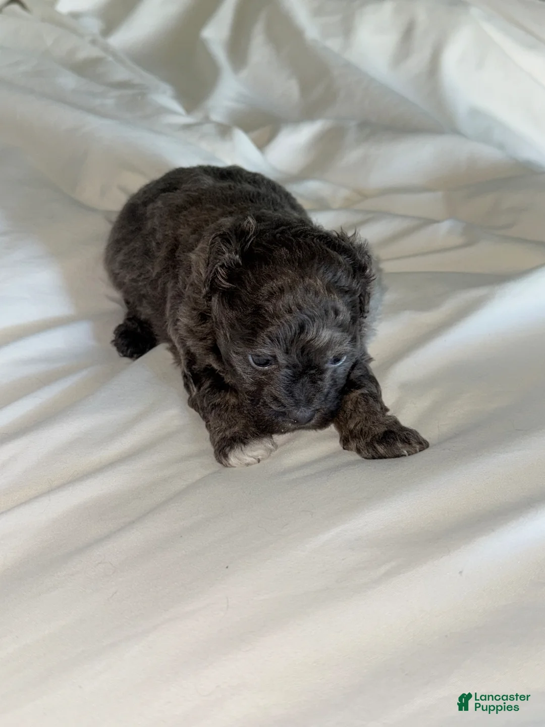 Shihpoo dogs for sale: Shihpoo Puppy 3 - Ad 1