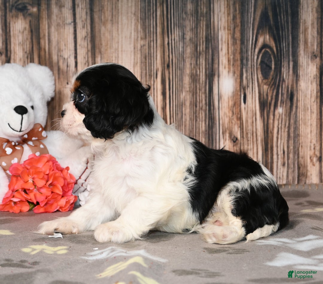 Cavalier King Charles Spaniel dogs for sale: Echo - Ad 4