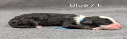 Sheepadoodle dogs for sale: Blue collar - Ad 3