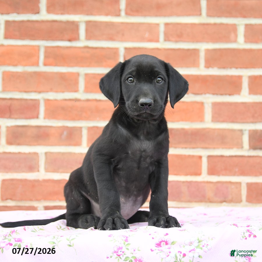 Labrador Retriever dogs Phoebe - Ad 1