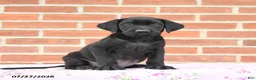 Labrador Retriever dogs for sale: Phoebe - Ad 1