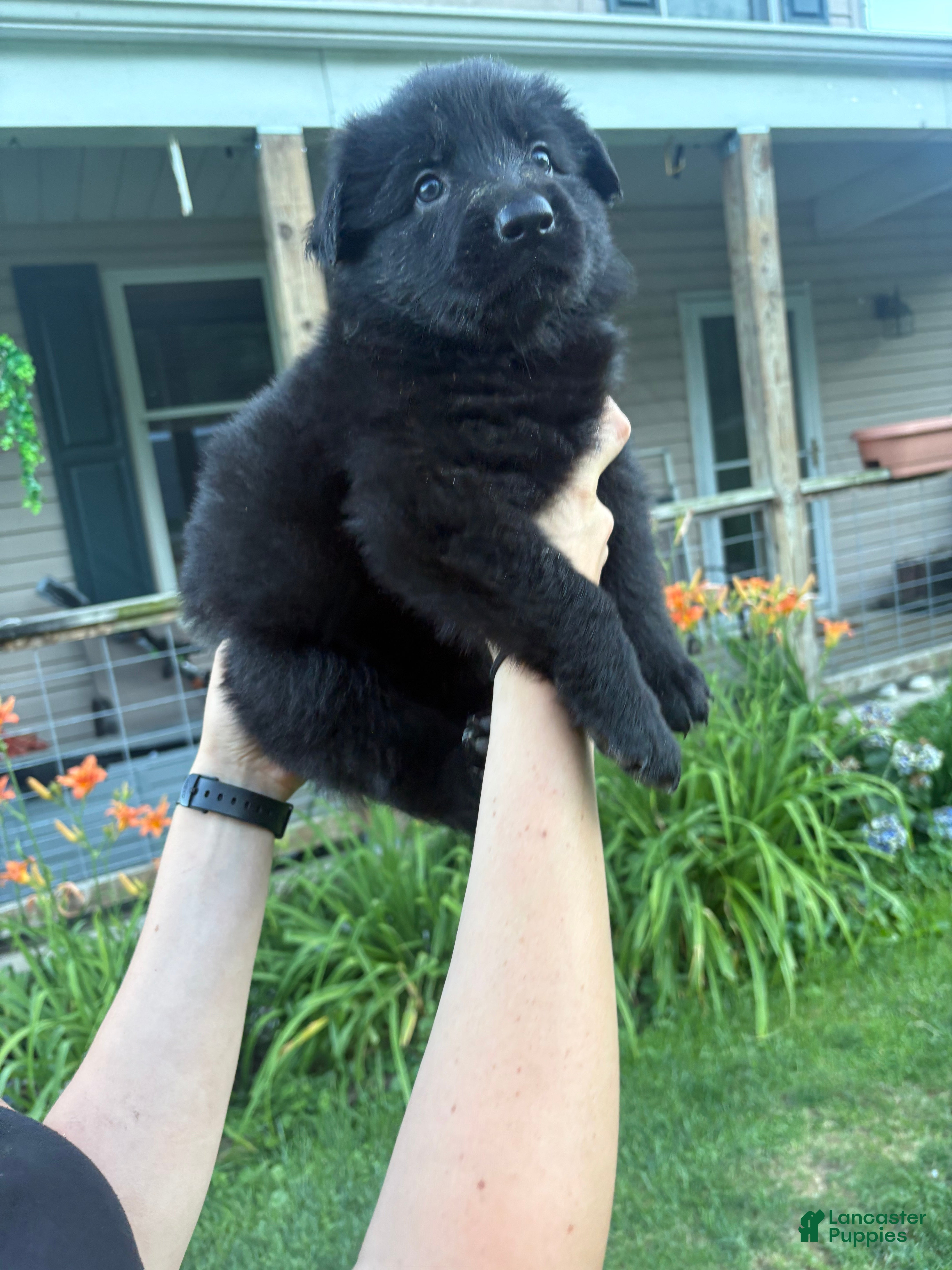 German Shepherd dogs No collar female  - Ad 1