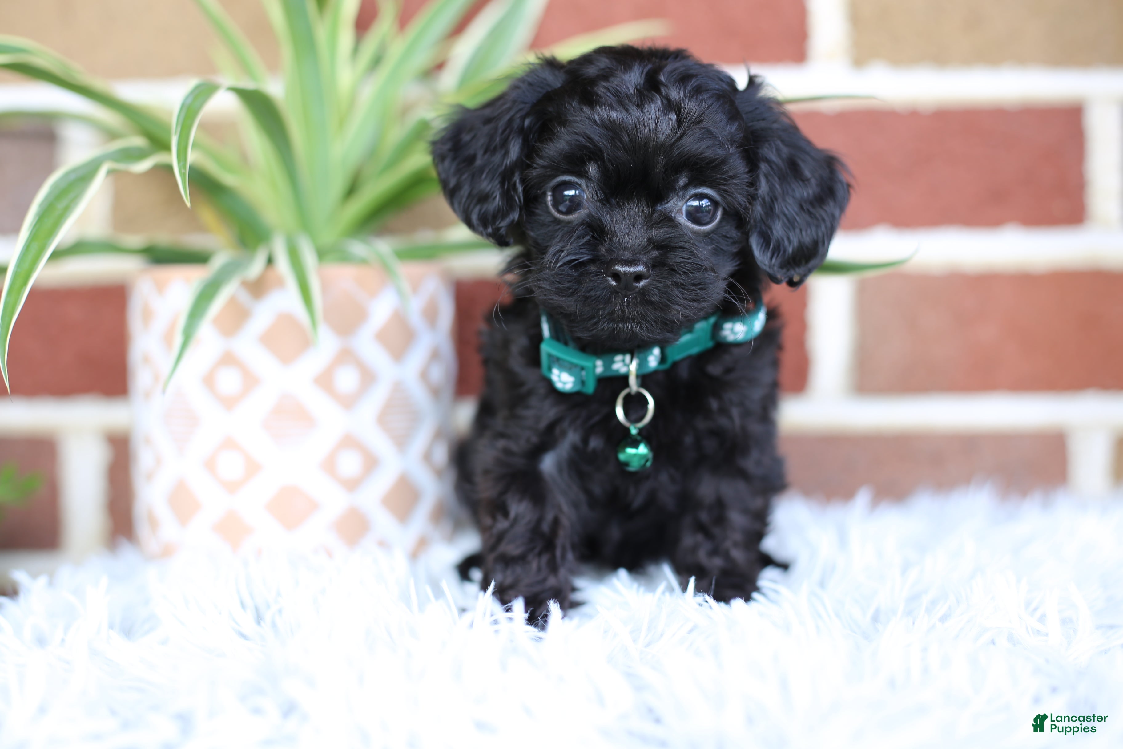 Cavapoo dogs Button - Ad 2